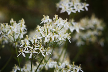 flowering plants clematis recta inflorescence