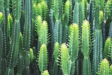 Küchenrückwand glas motiv Blumen und Pflanzen Nahaufnahmebild des gigantischen Euphorbia-Kaktus
