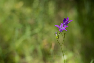 blue flower on summer meadow