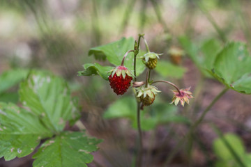 forest berry strawberry close-up, flowering, fruit