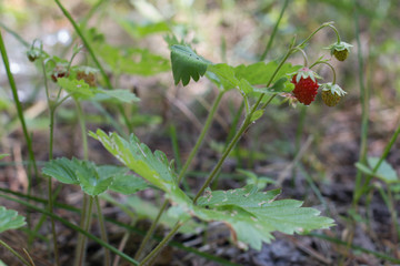 forest berry strawberry close-up, flowering, fruit