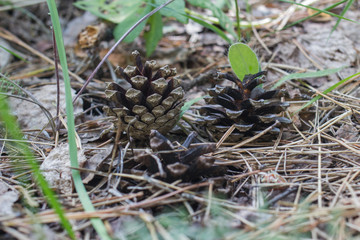 pine cones lie in the grass