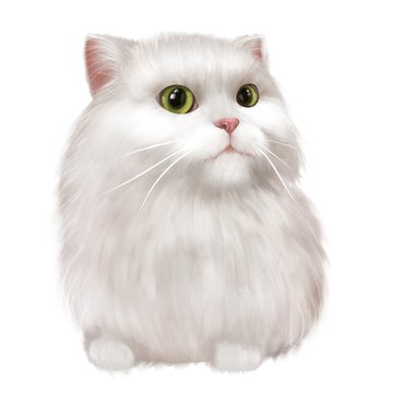 White fluffy cat isolated on white background