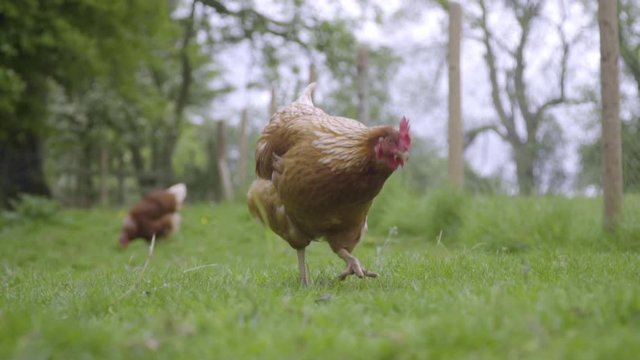 Chicken walks towards camera in green pasture in slow motion