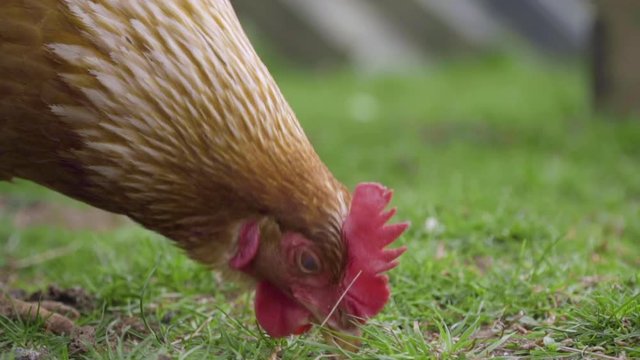 Close up chicken foraging for food in grassy enclosure side on and slow motion