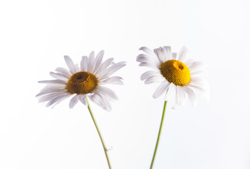 Double Daisies on White