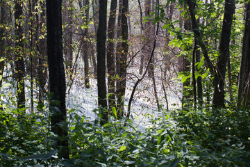 blooming forest lake appeared as a result of the dam built by the beavers