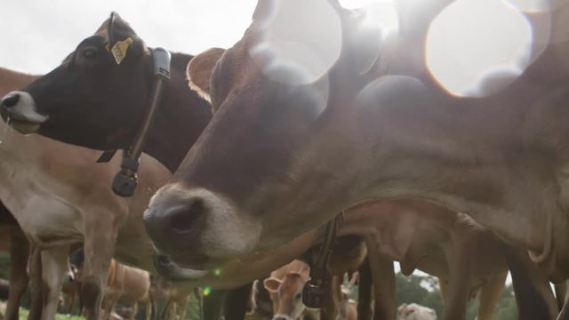 Up close with milking cows in a field