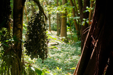 path in the forest
