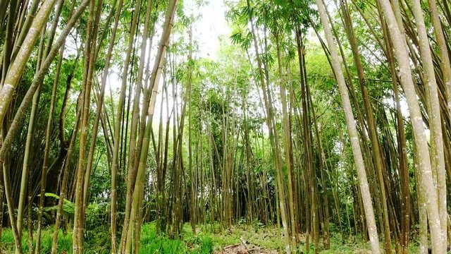 thin bamboo forest in the jungle