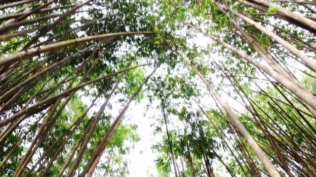 thin bamboo forest at daytime
