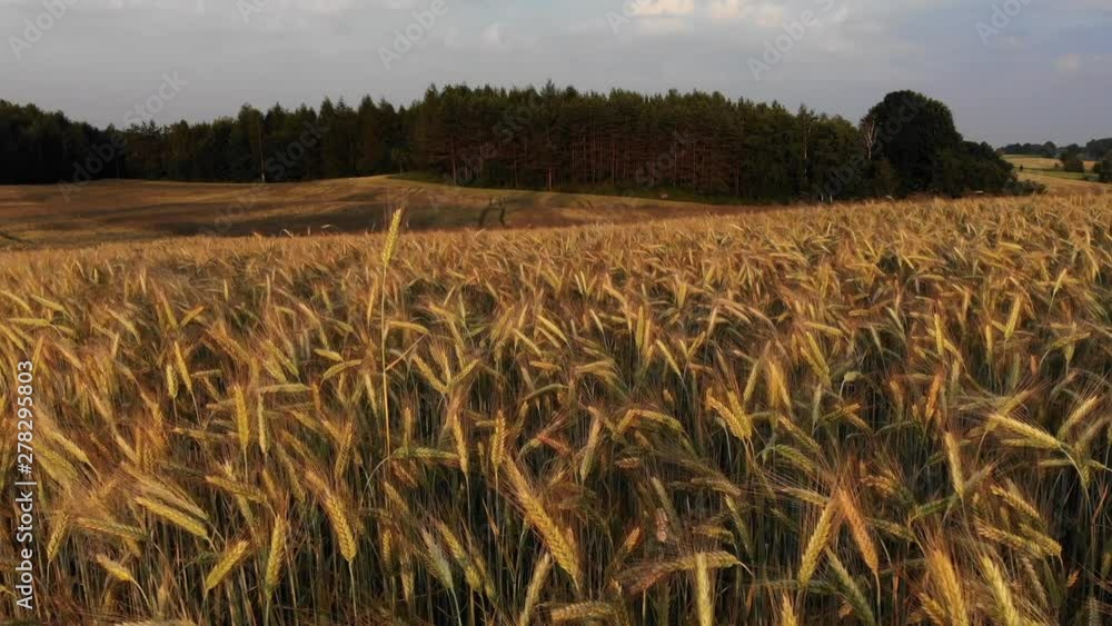 Poster view of a golden field with a forest in the background