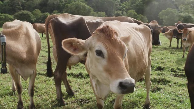 Curious friendly cows in a field