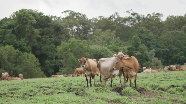 Jersey and Brown Swiss cows on a farm