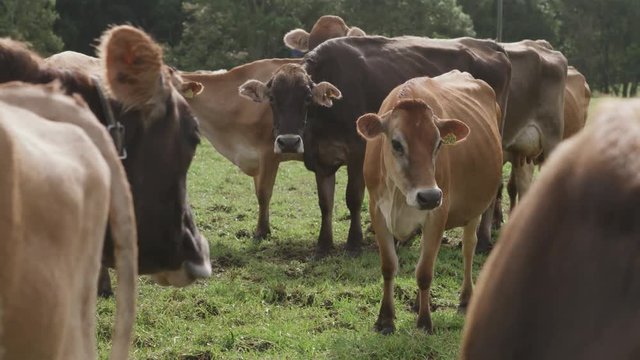 Milking cows on a farm