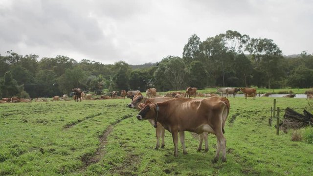 Brown cows standing in a field with birds in the background