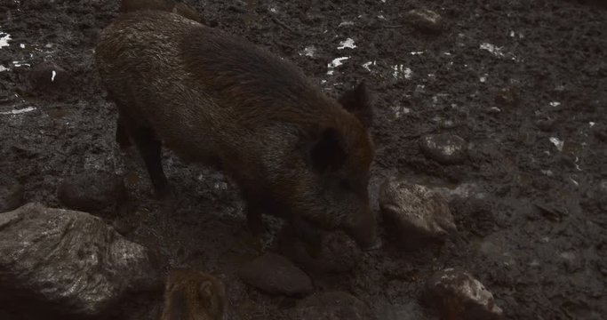Boars walking in mud with baby boars