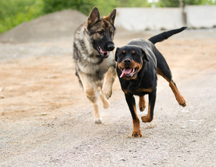 German Shepherd and Rottweiler Running and Playing