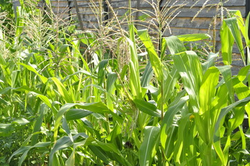 maize bloom on a private garden bed for personal use