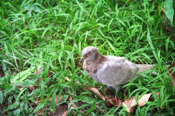 Single gray pigeon bird standing on green grass field in garden , nature outdoor background