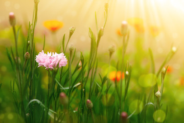 Beautiful wildflowers in nature. Delicate wildflowers in soft light. Flowers in the meadow under summer sunlight. Colorful summer nature for wallpapers and calendars.