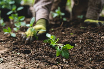 Gardener plants herbs in garden soil
