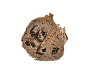 Ceriana wasp on white background