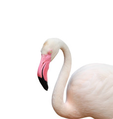 Flamingo bird isolate with clipping path on white background. animal life image.