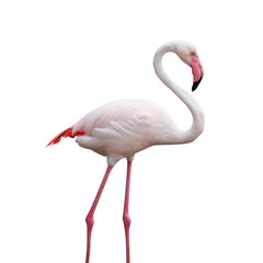 Flamingo bird isolate with clipping path on white background. animal life image...