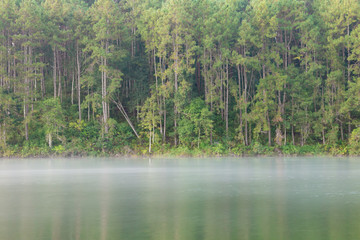 Tranquil scenery of lakeside forest