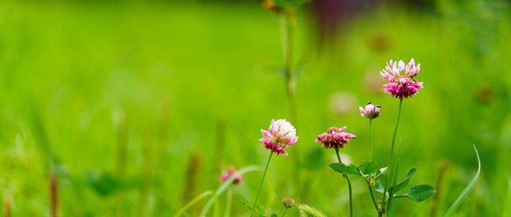 milk vetch flowers and green glass, 