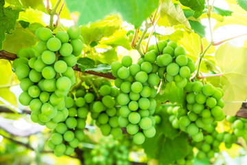 (山梨県-風景)勝沼ぶどう園２