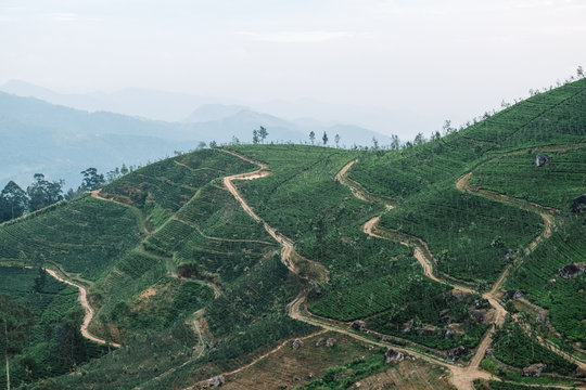 Tea fields