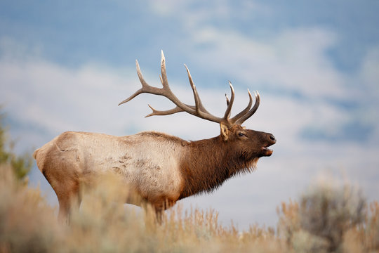 Elk