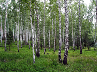 mixed spruce and birch forest in summer