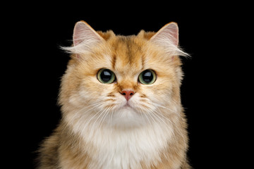 Close-up Portrait of Furry British Cat Red Chinchilla color with Green eyes Gazing on Isolated Black Background, front view