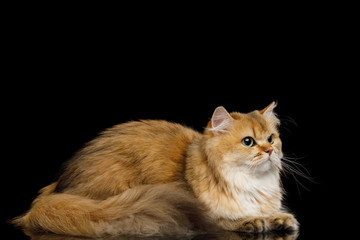 British Cat Red Chinchilla color with Furry tail Lying on Isolated Black Background, side view
