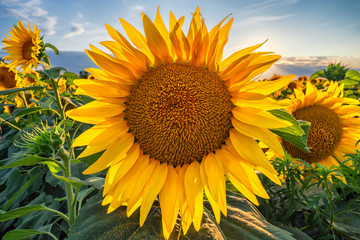Beautiful sunflower field panorama in sunset in summer	