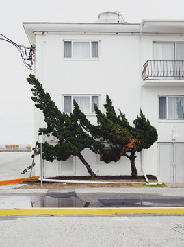 green hollywood juniper evergreen trees leaning to get closer to the warmth of the sun at the beach