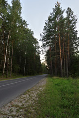 Old deserted highway through the old untrodden forest. During sunset.