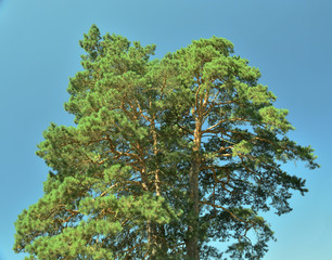 The top of a coniferous tree in the rays of the bright sun - Bright pine.
