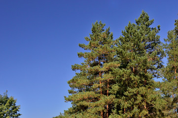 Pine trees. On a sunny day.