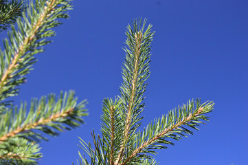 Pine branches. Coniferous plant - a fragment.