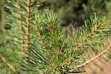 Pine branches. Coniferous plant - a fragment.