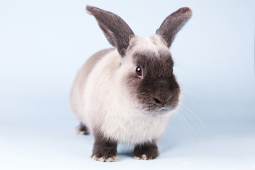 Lop Rabbit on Isolated Background