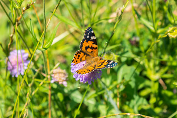 Fototapeta premium Butterfly on a purple flower on the field. close up