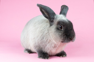 Lop Rabbit on Isolated Background