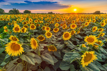 Fototapeta premium Beautiful sunflower field panorama in sunset in summer 