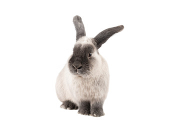 Lop Rabbit on Isolated Background