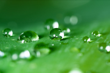 water on the leaf 